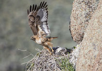 Red-tailed Hawk leaving nest by Danita Delimont