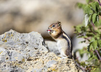 Golden-mantled Ground Squirrel eating raspberry by Danita Delimont