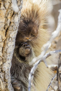 Usa, Wyoming, Sublette County, a Porcupine peers from the tr... by Danita Delimont