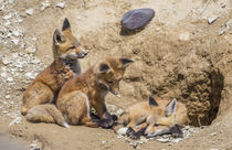 Three Red Fox kits at densite von Danita Delimont