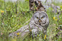 Great Gray Owl on Ground von Danita Delimont