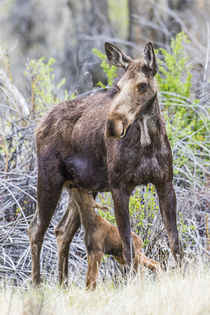 Nursing Moose Calf by Danita Delimont