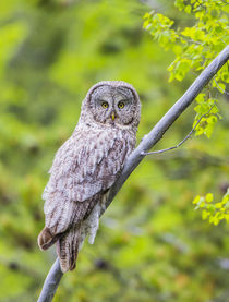 Great Gray Owl by Danita Delimont