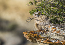 Great Horned Owl Fledgling by Danita Delimont