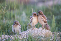 Usa, Wyoming, Sublette County, Burrowing Owl chicks stand at... von Danita Delimont