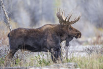Bull Moose von Danita Delimont