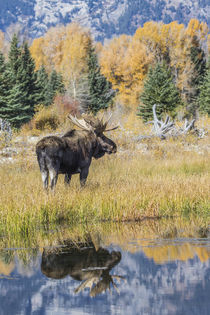Bull Moose Reflection von Danita Delimont