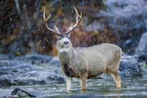 Mule Deer Buck in snowstorm by Danita Delimont