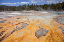 Upper Geyser Basin, Yellowstone National Park, Wyoming, USA. by Danita Delimont