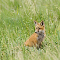 Red Fox Kit in grass near den, Saratoga, Wyoming von Danita Delimont