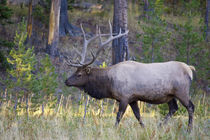 Bull Elk grazing in meadow, Canyon area of Yellowstone National Park by Danita Delimont