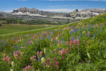 Alaska Basin wildflower meadow, Caribou-Targhee National For... by Danita Delimont
