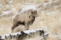Big Horn Ram, ovis canadensis North Fork Shoshone River, nea... by Danita Delimont