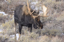 Bull Moose in field with Cottonwood Trees, Grand Teton Natio... von Danita Delimont