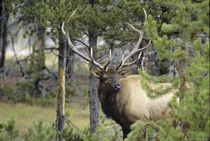 Bull elk in pines listening for danger, Yellowstone National... von Danita Delimont