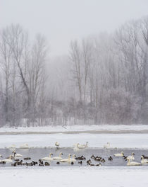 Geese, Swans and Ducks at pond near Jackson, Wyoming by Danita Delimont