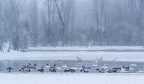 Geese, Swans and Ducks at pond near Jackson, Wyoming von Danita Delimont
