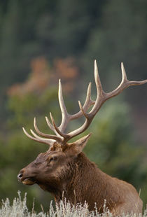 Rocky Mountain Elk bull in peak shape for fall rut, Yellowst... von Danita Delimont