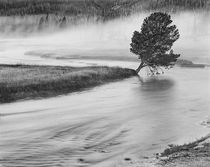 USA, Wyoming, Yellowstone, Firehole River and Tree by Danita Delimont