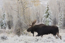 Shiras Bull Moose, Autumn Snow by Danita Delimont