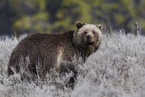 Grizzly Bear by Danita Delimont