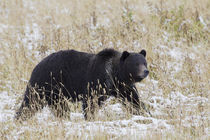 Grizzly Bear, Autumn Snow by Danita Delimont