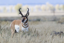 Pronghorn Antelope Buck von Danita Delimont
