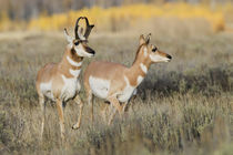 Pronghorn Antelope Buck Courting Doe by Danita Delimont
