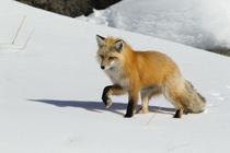 Red Fox in Winter von Danita Delimont