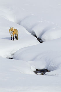 Red Fox in Winter von Danita Delimont