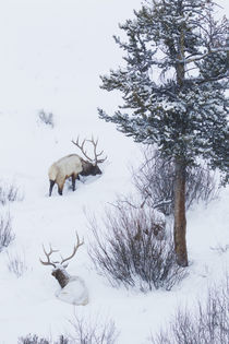 Rocky Mountain Bull Elk During Snowstorm by Danita Delimont