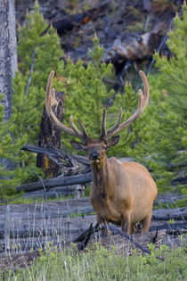 Rocky Mountain Bull Elk, velvet antlers by Danita Delimont