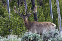 Rocky Mountain Bull Elk, velvet antlers von Danita Delimont