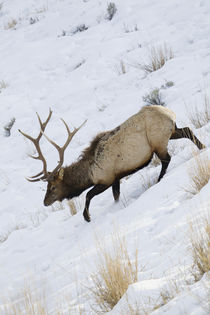 Rocky Mountain Bull Elk, Winter von Danita Delimont