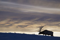 Rocky Mountain Bull Elk, Winter Sunset von Danita Delimont