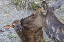 Rocky Mountain Cow Elk with Newborn Calf by Danita Delimont