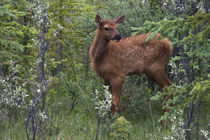 Rocky Mountain Elk Calf by Danita Delimont