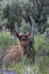 Rocky Mountain Elk Calf von Danita Delimont