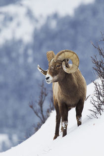 Rocky Mountain Bighorn Sheep by Danita Delimont