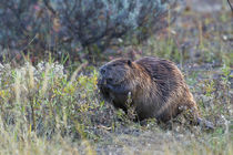 Beaver Foraging in Autumn by Danita Delimont