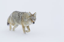 Coyote in Winter von Danita Delimont