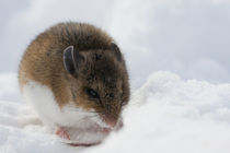 Deer Mouse in winter by Danita Delimont