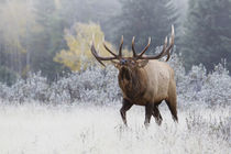 Rocky Mountain Bull Elk by Danita Delimont