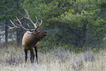 Rocky Mountain Bull Elk Bugling by Danita Delimont