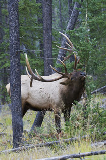 Rocky Mountain Bull Elk von Danita Delimont