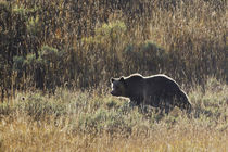 Autumn Grizzly Bear, Yellowstone National Park. von Danita Delimont