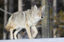 Coyote on the move von Danita Delimont