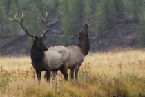 Rocky Mountain Bull Elk with Cow, autumn rain by Danita Delimont