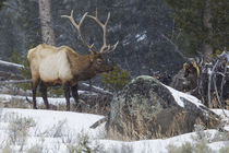 Rocky Mountain Bull Elk, late winter by Danita Delimont