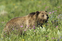 Grizzly Bear, alpine foraging by Danita Delimont
